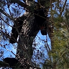 Calyptorhynchus lathami lathami at Greigs Flat, NSW - suppressed