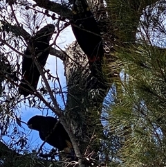 Calyptorhynchus lathami lathami at Greigs Flat, NSW - suppressed