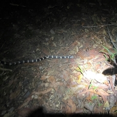 Hoplocephalus stephensii (Stephen's Banded Snake) at Jacky Bulbin Flat, NSW - 14 Feb 2025 by Malcolmlegg