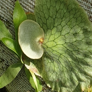 Platycerium bifurcatum at suppressed - suppressed