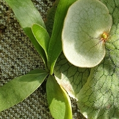 Platycerium bifurcatum at suppressed - suppressed