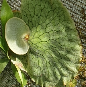 Platycerium bifurcatum at suppressed - suppressed