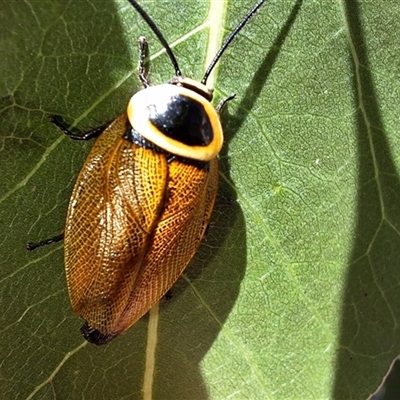 Ellipsidion australe (Austral Ellipsidion cockroach) at Hackett, ACT - 16 Feb 2025 by JenniM