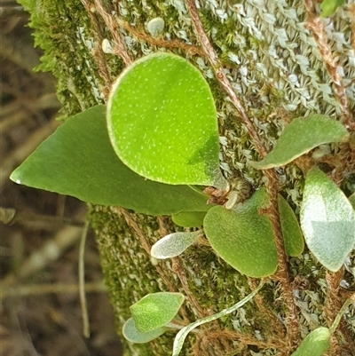 Unidentified Fern or Clubmoss by MazzV