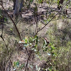 Dodonaea viscosa (Hop Bush) at Acton, ACT - 16 Feb 2025 by Jenny54