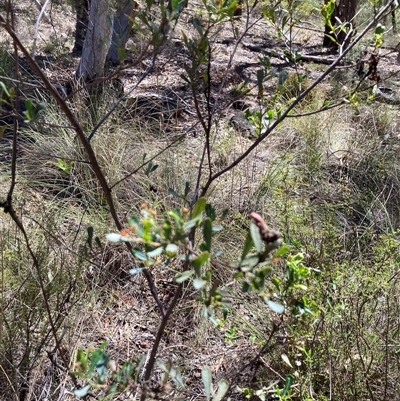 Dodonaea viscosa (Hop Bush) at Acton, ACT - Today by Jenny54