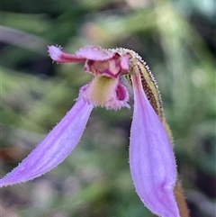 Eriochilus magenteus (Magenta Autumn Orchid) at Rendezvous Creek, ACT - 15 Feb 2025 by JaneR