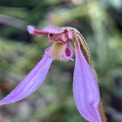 Eriochilus magenteus (Magenta Autumn Orchid) at Rendezvous Creek, ACT - 15 Feb 2025 by JaneR