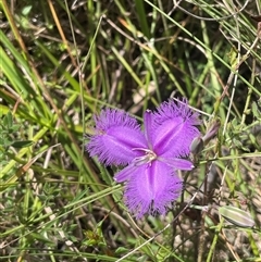 Thysanotus tuberosus subsp. tuberosus (Common Fringe-lily) at Rendezvous Creek, ACT - 15 Feb 2025 by JaneR