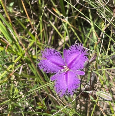 Thysanotus tuberosus subsp. tuberosus (Common Fringe-lily) at Rendezvous Creek, ACT - 15 Feb 2025 by JaneR