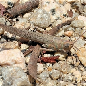 Pardillana limbata at Glenroy, NSW - 16 Feb 2025 11:11 AM