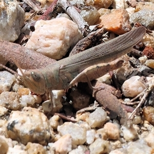 Pardillana limbata at Glenroy, NSW - 16 Feb 2025 11:11 AM