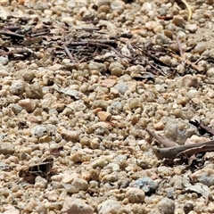 Pardillana limbata at Glenroy, NSW - 16 Feb 2025 11:11 AM