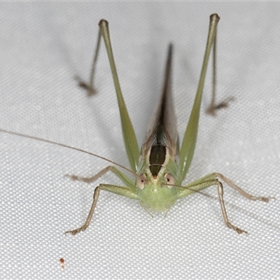 Conocephalus semivittatus (Meadow katydid) at Melba, ACT - 6 Feb 2025 by kasiaaus