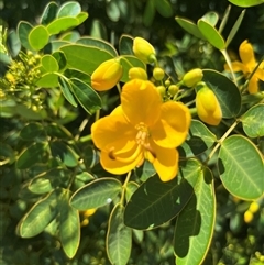 Senna pendula var. glabrata (Easter Cassia) at Tarrawanna, NSW - 16 Feb 2025 by UncleDean