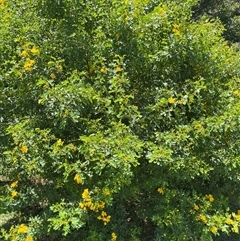 Senna pendula var. glabrata at Tarrawanna, NSW - 16 Feb 2025 02:09 PM