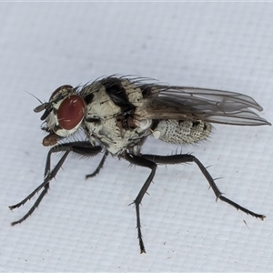 Anthomyia vicarians at Melba, ACT - 6 Feb 2025 11:52 PM