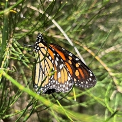 Danaus plexippus (Monarch) at Surfside, NSW - 16 Feb 2025 by GG