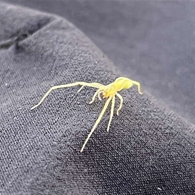 Unidentified Spider at Surf Beach, NSW - 16 Feb 2025 by GG