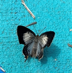 Jalmenus evagoras (Imperial Hairstreak) at Batehaven, NSW - 15 Feb 2025 by GG