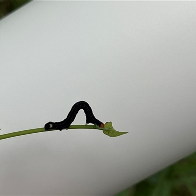 Lepidoptera unclassified IMMATURE at Surf Beach, NSW - 15 Feb 2025 by GG