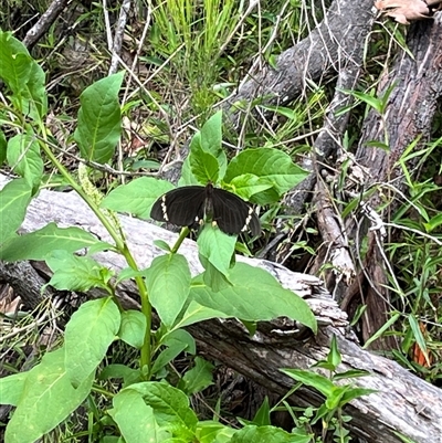 Papilio aegeus (Orchard Swallowtail, Large Citrus Butterfly) at Lilli Pilli, NSW - 15 Feb 2025 by GG