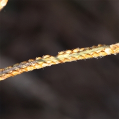 Paspalum dilatatum (Paspalum) at Yass River, NSW - 7 Feb 2025 by ConBoekel