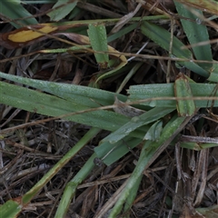 Paspalum dilatatum at Yass River, NSW - 7 Feb 2025 08:38 AM