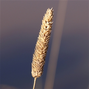 Phalaris aquatica (Phalaris, Australian Canary Grass) at Yass River, NSW - 7 Feb 2025 by ConBoekel