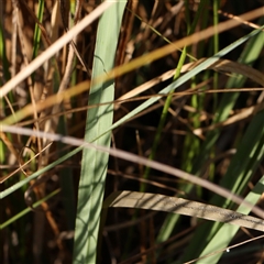 Phalaris aquatica at Yass River, NSW - 7 Feb 2025 08:38 AM