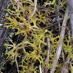 Cladia sp. (genus) at Yass River, NSW - 7 Feb 2025 by ConBoekel