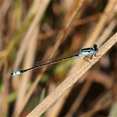 Ischnura heterosticta at Yass River, NSW - 7 Feb 2025 by ConBoekel