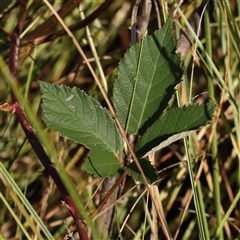 Rubus anglocandicans (Blackberry) at Yass River, NSW - 7 Feb 2025 by ConBoekel