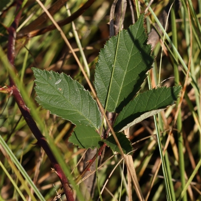 Rubus anglocandicans (Blackberry) at Yass River, NSW - 7 Feb 2025 by ConBoekel