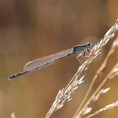 Ischnura heterosticta at Yass River, NSW - 7 Feb 2025 by ConBoekel