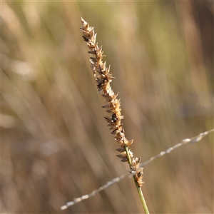 Carex appressa at Yass River, NSW - 7 Feb 2025 08:46 AM