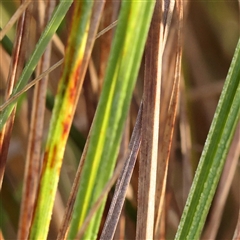 Carex appressa at Yass River, NSW - 7 Feb 2025 08:46 AM