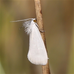 Tipanaea patulella (The White Crambid moth) at Yass River, NSW - 7 Feb 2025 by ConBoekel