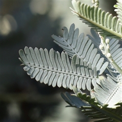 Acacia baileyana (Cootamundra Wattle, Golden Mimosa) at Yass River, NSW - 7 Feb 2025 by ConBoekel