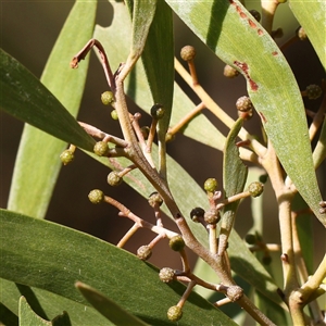 Acacia melanoxylon at Yass River, NSW - 7 Feb 2025 09:13 AM