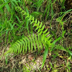 Unidentified Fern or Clubmoss by MazzV