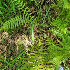 Christella dentata at suppressed - suppressed