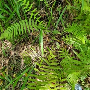 Christella dentata at suppressed - suppressed