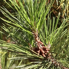 Pinus radiata (Monterey or Radiata Pine) at Yass River, NSW - 7 Feb 2025 by ConBoekel