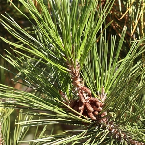 Pinus radiata (Monterey or Radiata Pine) at Yass River, NSW - 7 Feb 2025 by ConBoekel