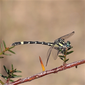 Austroepigomphus praeruptus (Twin-spot Hunter) by ConBoekel