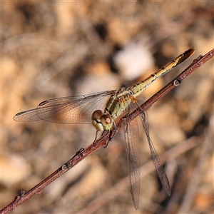 Diplacodes bipunctata (Wandering Percher) at Yass River, NSW - 7 Feb 2025 by ConBoekel