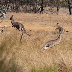 Macropus giganteus (Eastern Grey Kangaroo) at Yass River, NSW - 7 Feb 2025 by ConBoekel