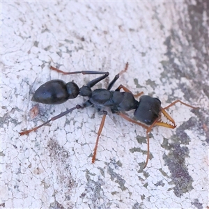 Myrmecia sp. (genus) at Yass River, NSW - 7 Feb 2025 09:27 AM