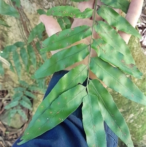 Arthropteris tenella at Pappinbarra, NSW - 16 Feb 2025 11:51 AM